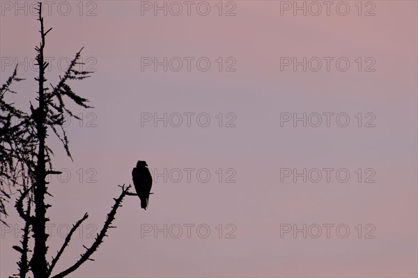 Western osprey