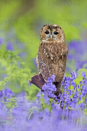 Tawny Owl