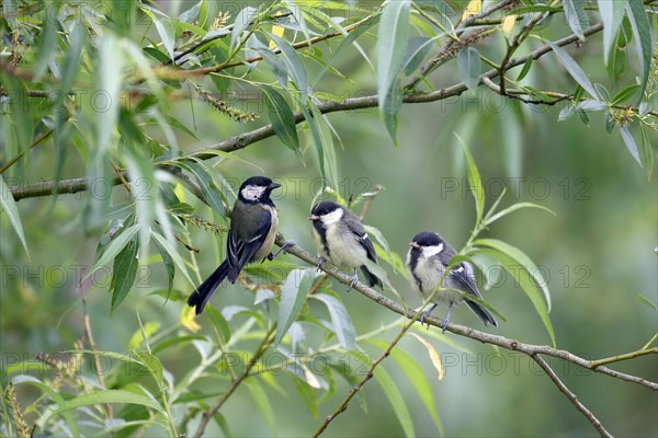 Great Tit