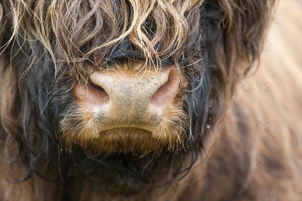 Highland Cattle