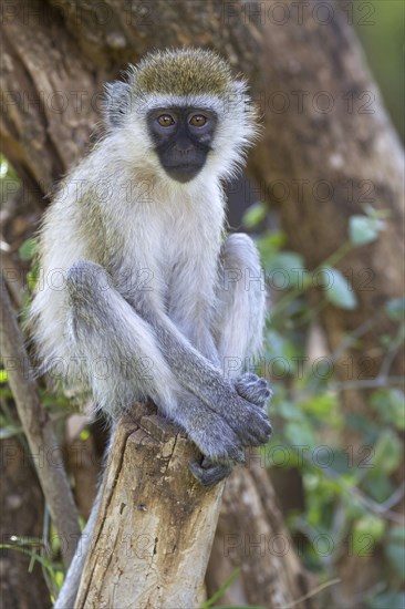 Vervet monkey