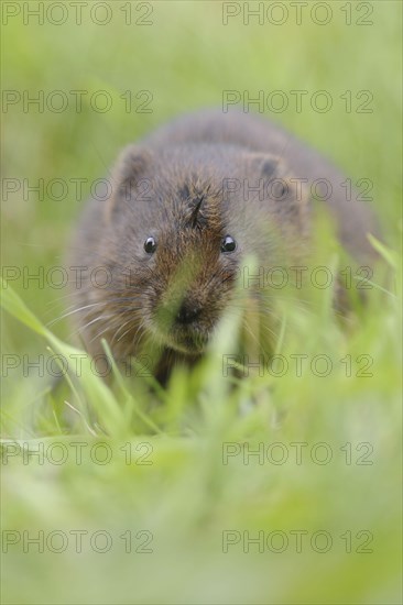 Eastern vole