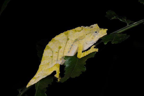 Boulenger's Pygmy Chameleon