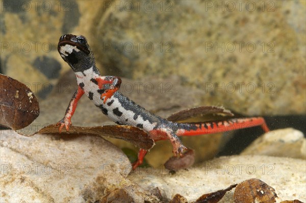 Spectacled salamander