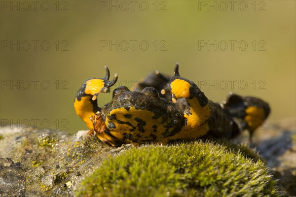 Yellow-bellied Toad