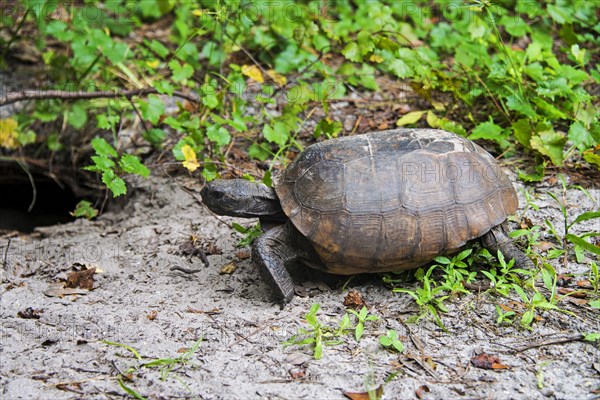 Gopher tortoise