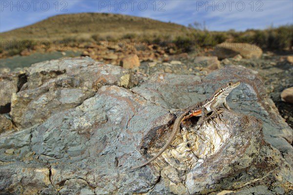 Spotted fence lizard