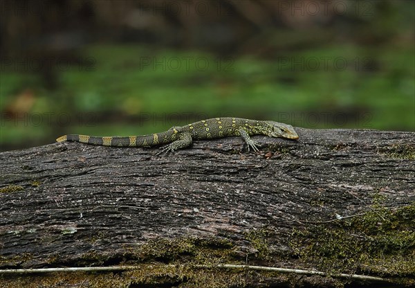 Ornate Monitor