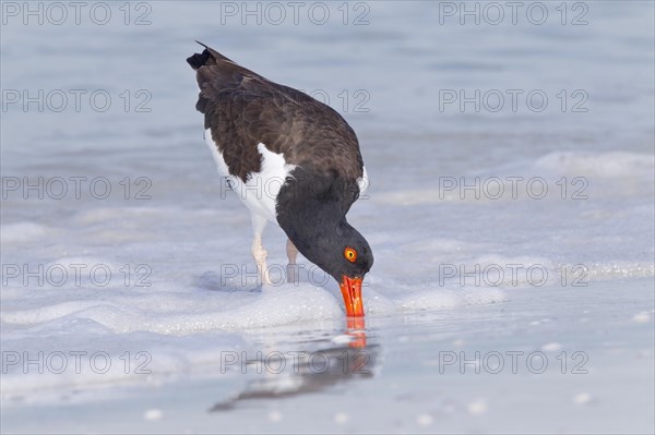 American oystercatcher