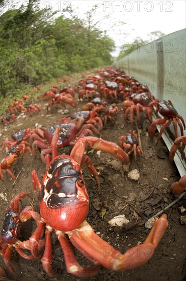 Christmas island red crab