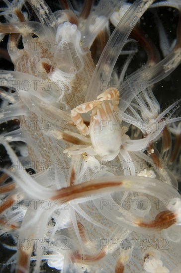 Porcelain Crab