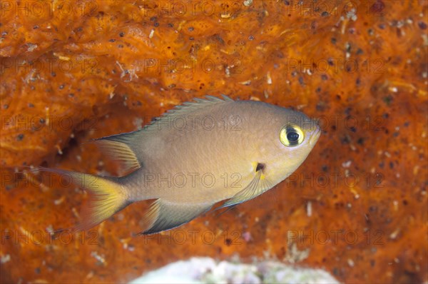 Darkfin Chromis