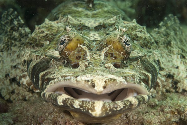 Brown-headed Flathead