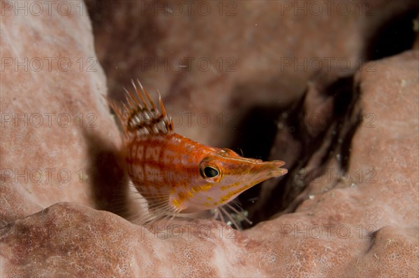 Longnose Coral Guard