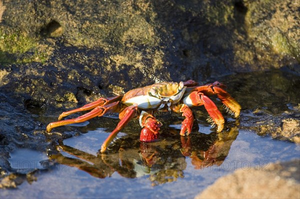 Sally Lightfoot Crab