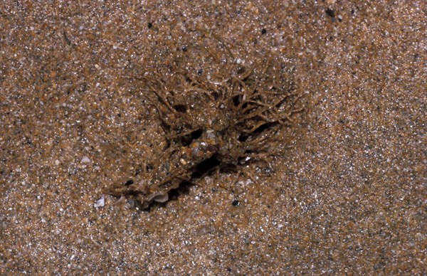 Sand mason worm