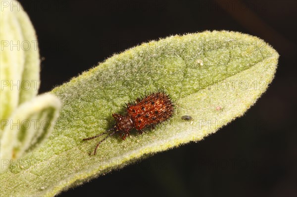 Brown spiny beetle