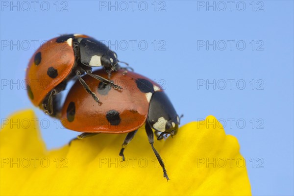 Seven-spot Ladybird