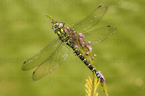 Southern Hawker