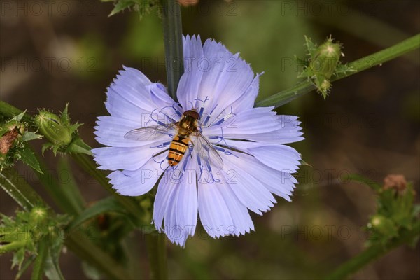 Marmalade hoverfly