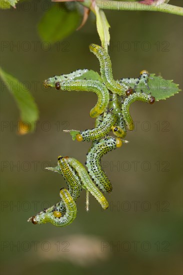 Large Rose Sawfly