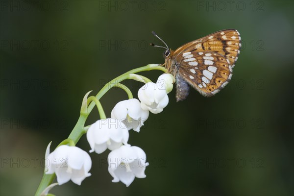 Duke of duke of burgundy