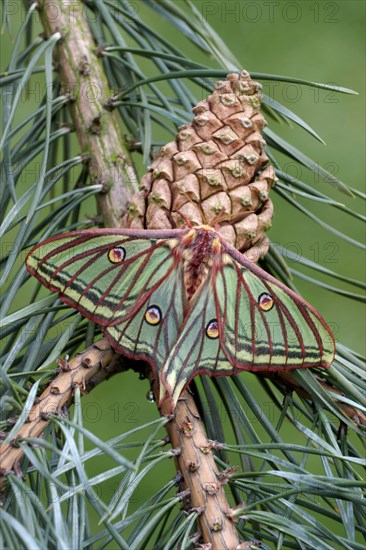 Spanish spanish moon moth