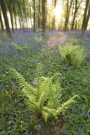 Bracken