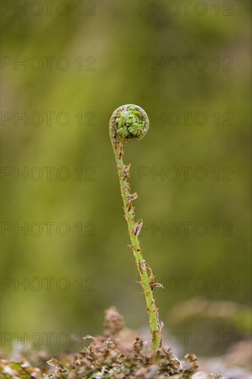 Male Fern