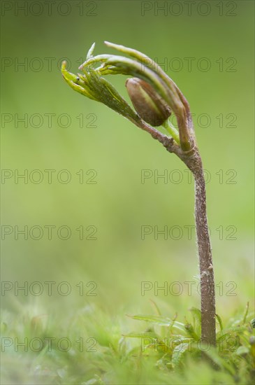 Wood Anemone