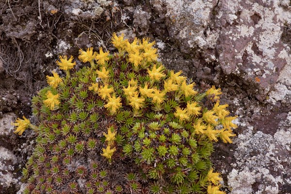 Juniper-leaved saxifrage