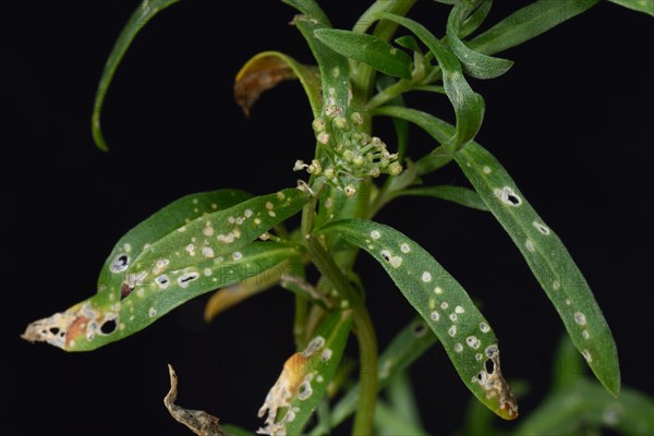 Flea beetle