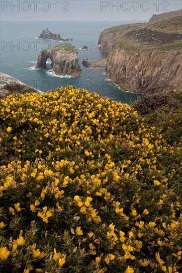 Flowering common gorse