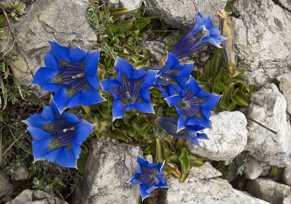 Ligurian Gentian