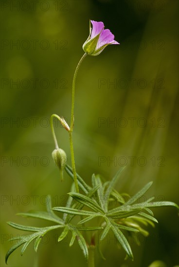 Stone cranesbill