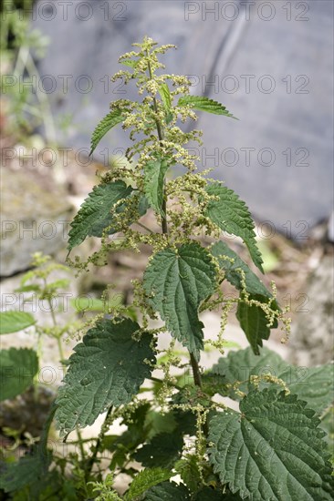 Stinging nettle