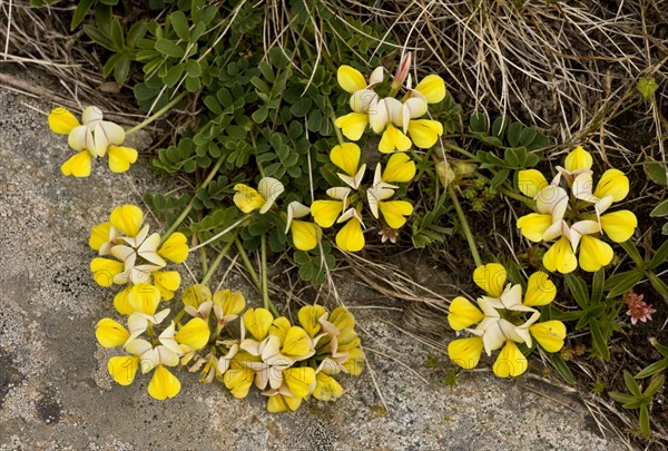 Yellow Crown-vetch