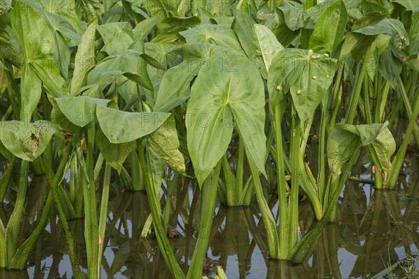 Harvest of taro