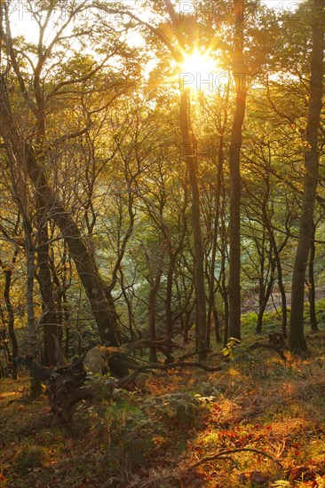 Sessile oak