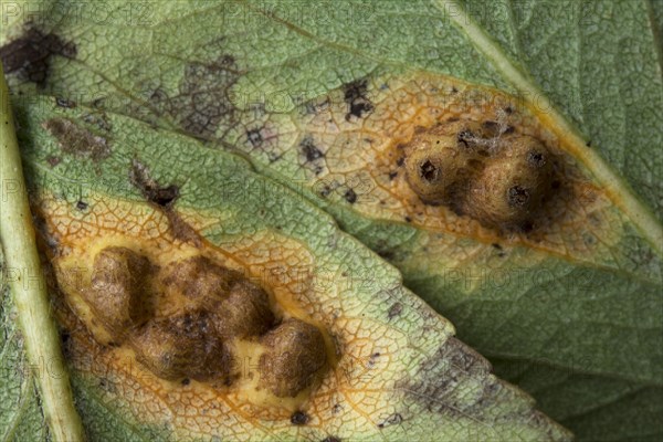 Cedar-apple Rust