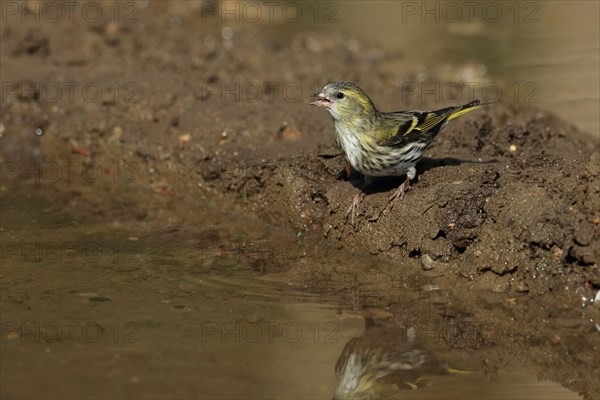 Eurasian Siskin