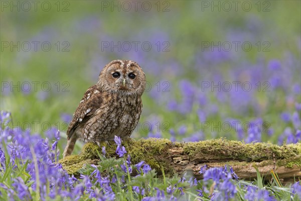 Tawny owl