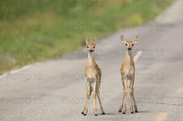 White-tailed Deer