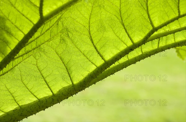 Gunnera