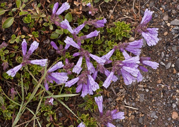 Davidson's Penstemon