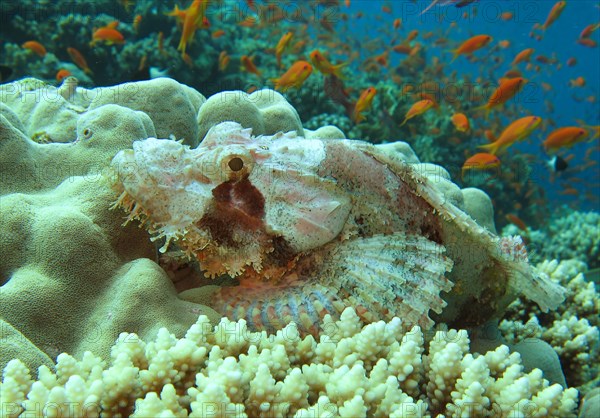 Red scorpionfish