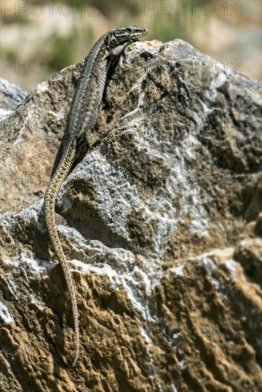 Common wall lizard