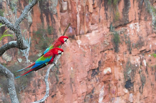 Red and red-and-green macaw