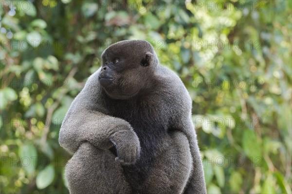 Brown woolly monkey