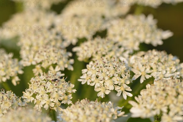 Hogweed